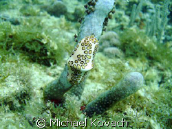 Flamingo Tongue on a sea rod on the reef off the Pelican ... by Michael Kovach 